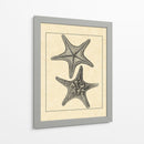Antiqueanddeckle Vintage Starfish Ii - Vision Studio | Cuadro decorativo de Canvas Lab