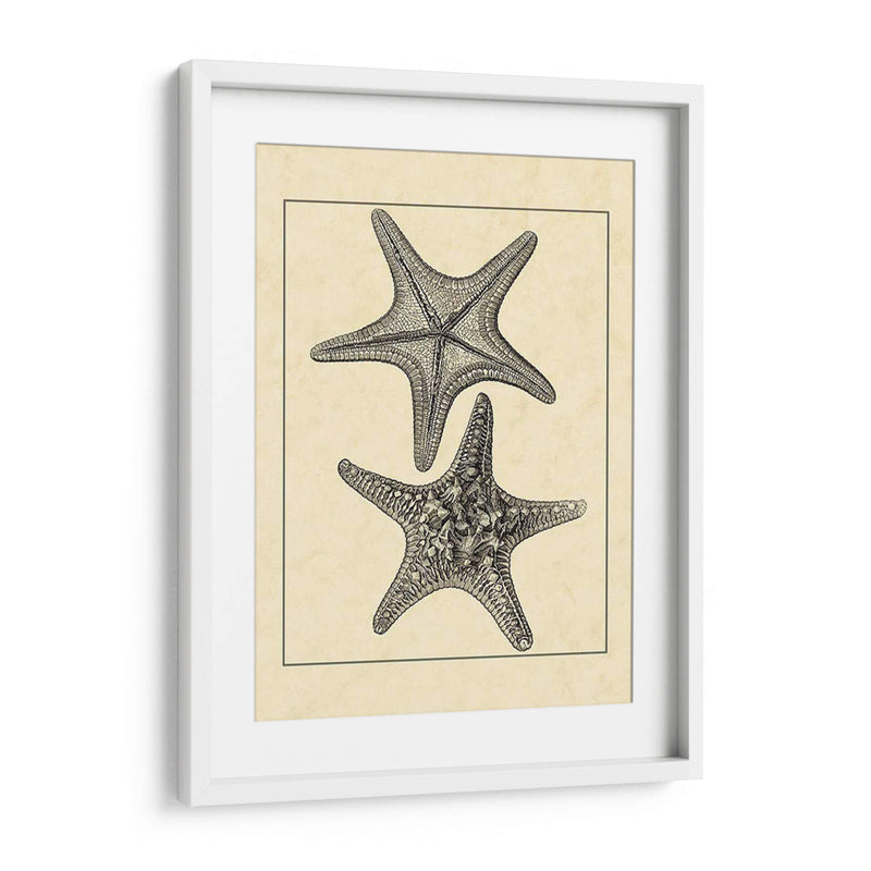 Antiqueanddeckle Vintage Starfish Ii - Vision Studio | Cuadro decorativo de Canvas Lab