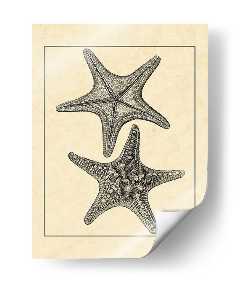 Antiqueanddeckle Vintage Starfish Ii - Vision Studio | Cuadro decorativo de Canvas Lab