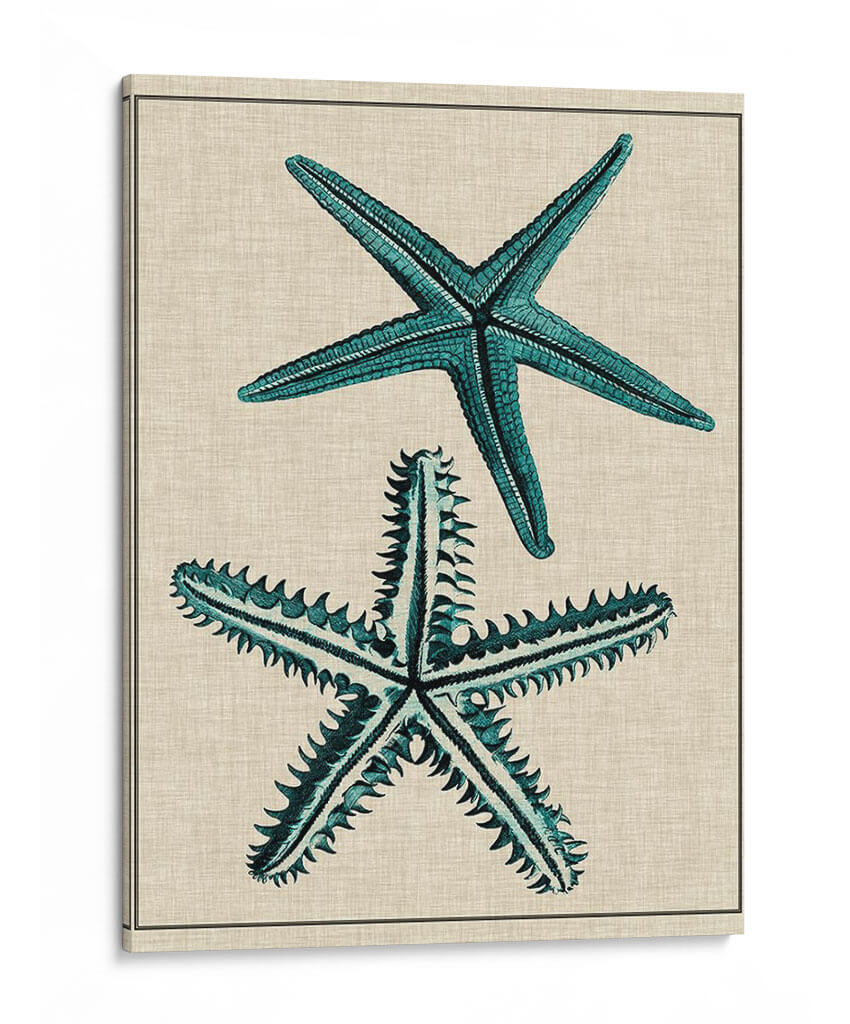 Estrella Costera I - Vision Studio | Cuadro decorativo de Canvas Lab