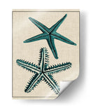 Estrella Costera I - Vision Studio | Cuadro decorativo de Canvas Lab