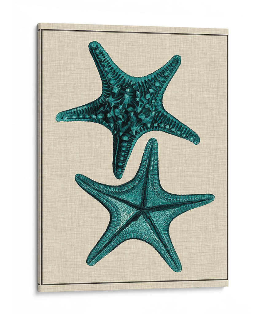 Estrella Costera Ii - Vision Studio | Cuadro decorativo de Canvas Lab