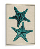 Estrella Costera Ii - Vision Studio | Cuadro decorativo de Canvas Lab