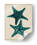 Estrella Costera Ii - Vision Studio | Cuadro decorativo de Canvas Lab