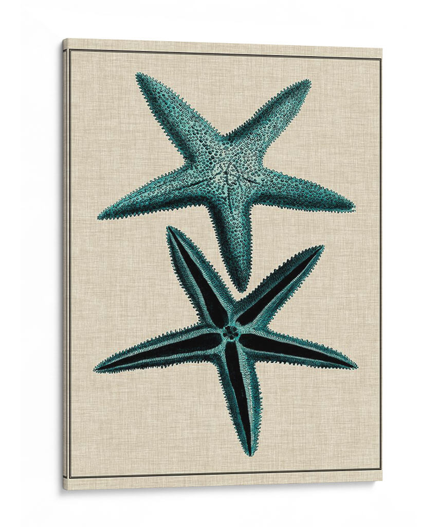 Starfish Costero Iii - Vision Studio | Cuadro decorativo de Canvas Lab