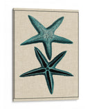 Starfish Costero Iii - Vision Studio | Cuadro decorativo de Canvas Lab