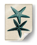 Starfish Costero Iii - Vision Studio | Cuadro decorativo de Canvas Lab