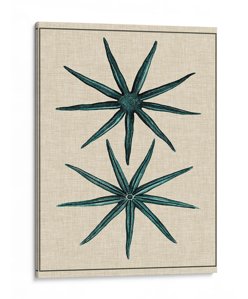 Estrella Costera Iv - Vision Studio | Cuadro decorativo de Canvas Lab