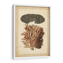 Compañero De Coral I - Vision Studio | Cuadro decorativo de Canvas Lab