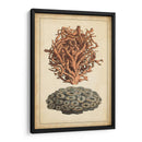 Coral Companion Iii - Vision Studio | Cuadro decorativo de Canvas Lab