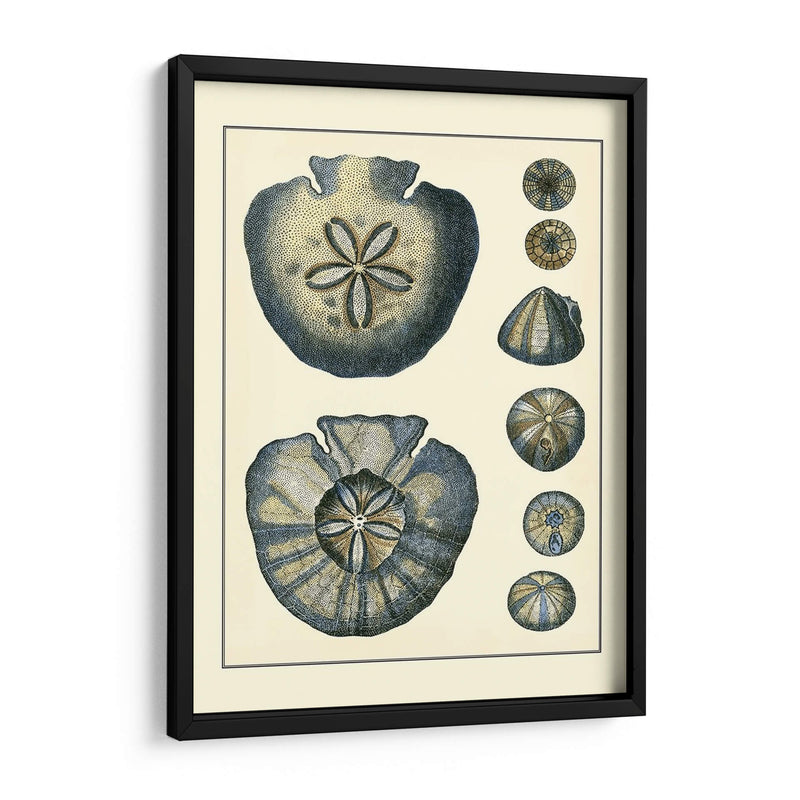 Antiguo Azul Sanddollar - Vision Studio | Cuadro decorativo de Canvas Lab