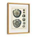 Antiguo Azul Sanddollar - Vision Studio | Cuadro decorativo de Canvas Lab