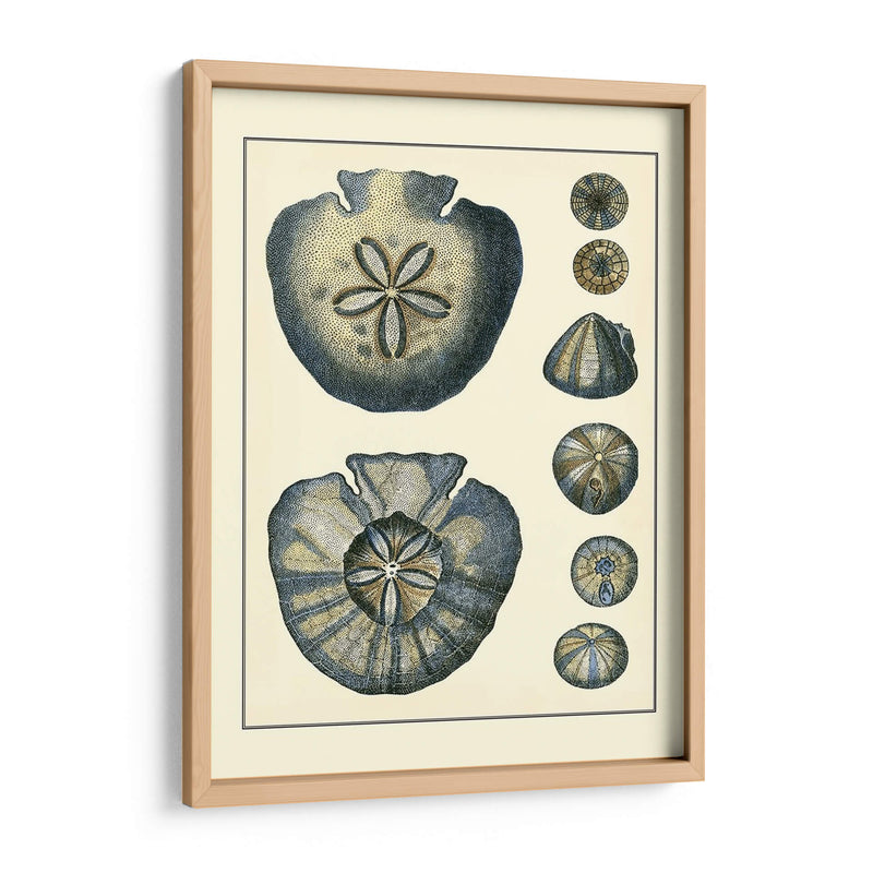 Antiguo Azul Sanddollar - Vision Studio | Cuadro decorativo de Canvas Lab