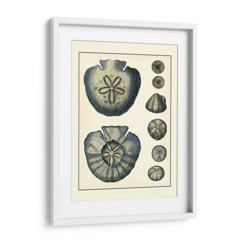 Antiguo Azul Sanddollar - Vision Studio | Cuadro decorativo de Canvas Lab