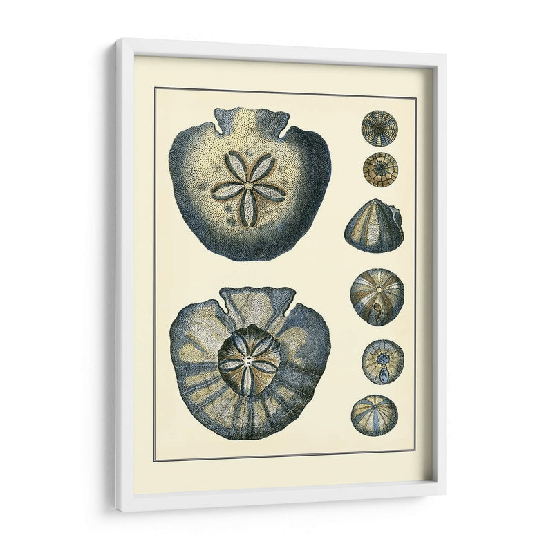 Antiguo Azul Sanddollar - Vision Studio | Cuadro decorativo de Canvas Lab