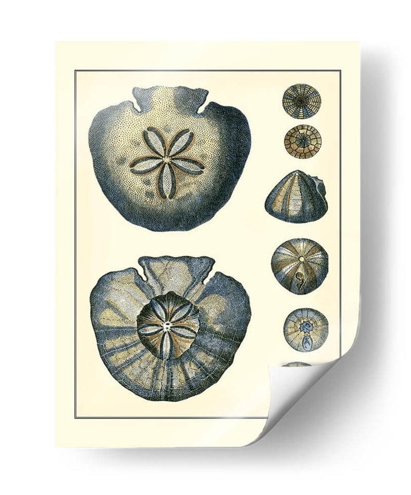 Antiguo Azul Sanddollar - Vision Studio | Cuadro decorativo de Canvas Lab