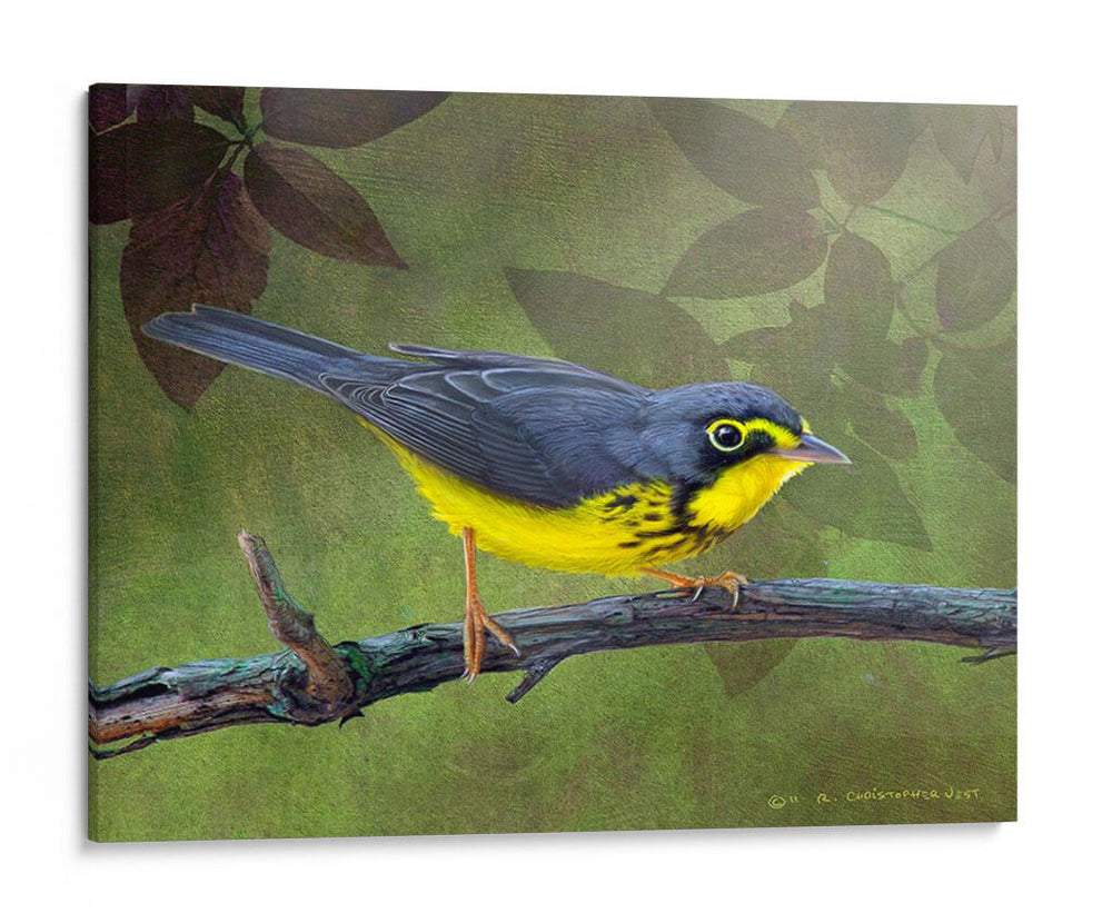 Curruca De Canadá - Chris Vest | Cuadro decorativo de Canvas Lab