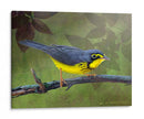Curruca De Canadá - Chris Vest | Cuadro decorativo de Canvas Lab
