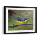 Curruca De Canadá - Chris Vest | Cuadro decorativo de Canvas Lab