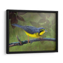 Curruca De Canadá - Chris Vest | Cuadro decorativo de Canvas Lab