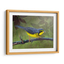 Curruca De Canadá - Chris Vest | Cuadro decorativo de Canvas Lab