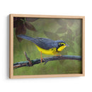 Curruca De Canadá - Chris Vest | Cuadro decorativo de Canvas Lab