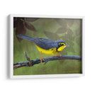 Curruca De Canadá - Chris Vest | Cuadro decorativo de Canvas Lab