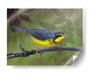 Curruca De Canadá - Chris Vest | Cuadro decorativo de Canvas Lab