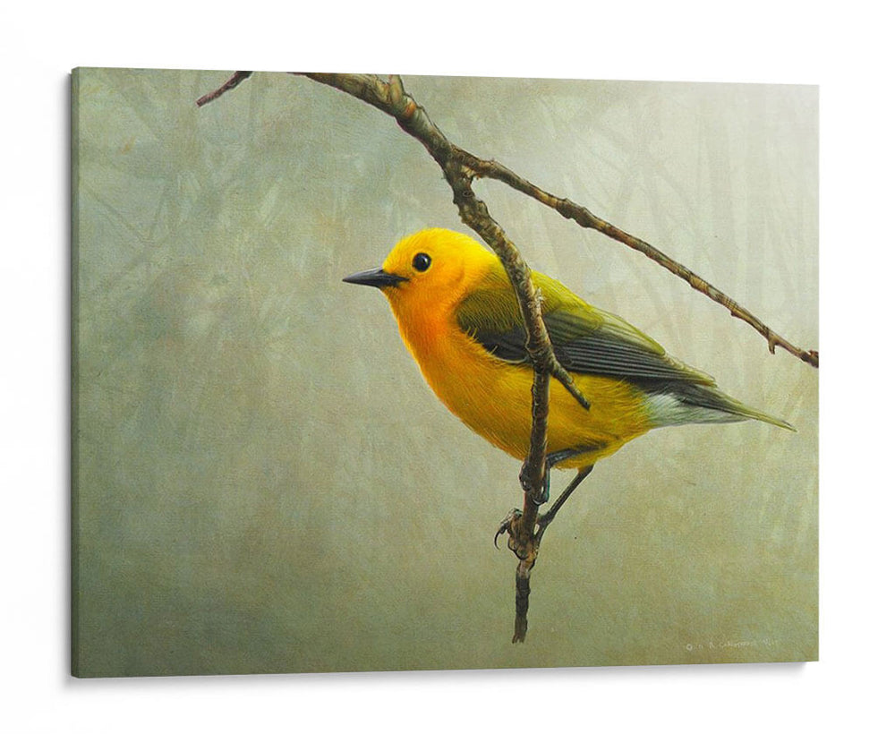 Curruca Protonotaria - Chris Vest | Cuadro decorativo de Canvas Lab