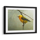 Curruca Protonotaria - Chris Vest | Cuadro decorativo de Canvas Lab