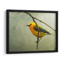 Curruca Protonotaria - Chris Vest | Cuadro decorativo de Canvas Lab