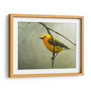 Curruca Protonotaria - Chris Vest | Cuadro decorativo de Canvas Lab