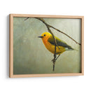 Curruca Protonotaria - Chris Vest | Cuadro decorativo de Canvas Lab