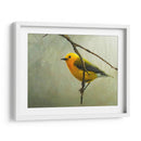 Curruca Protonotaria - Chris Vest | Cuadro decorativo de Canvas Lab