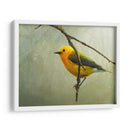 Curruca Protonotaria - Chris Vest | Cuadro decorativo de Canvas Lab