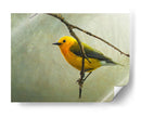 Curruca Protonotaria - Chris Vest | Cuadro decorativo de Canvas Lab