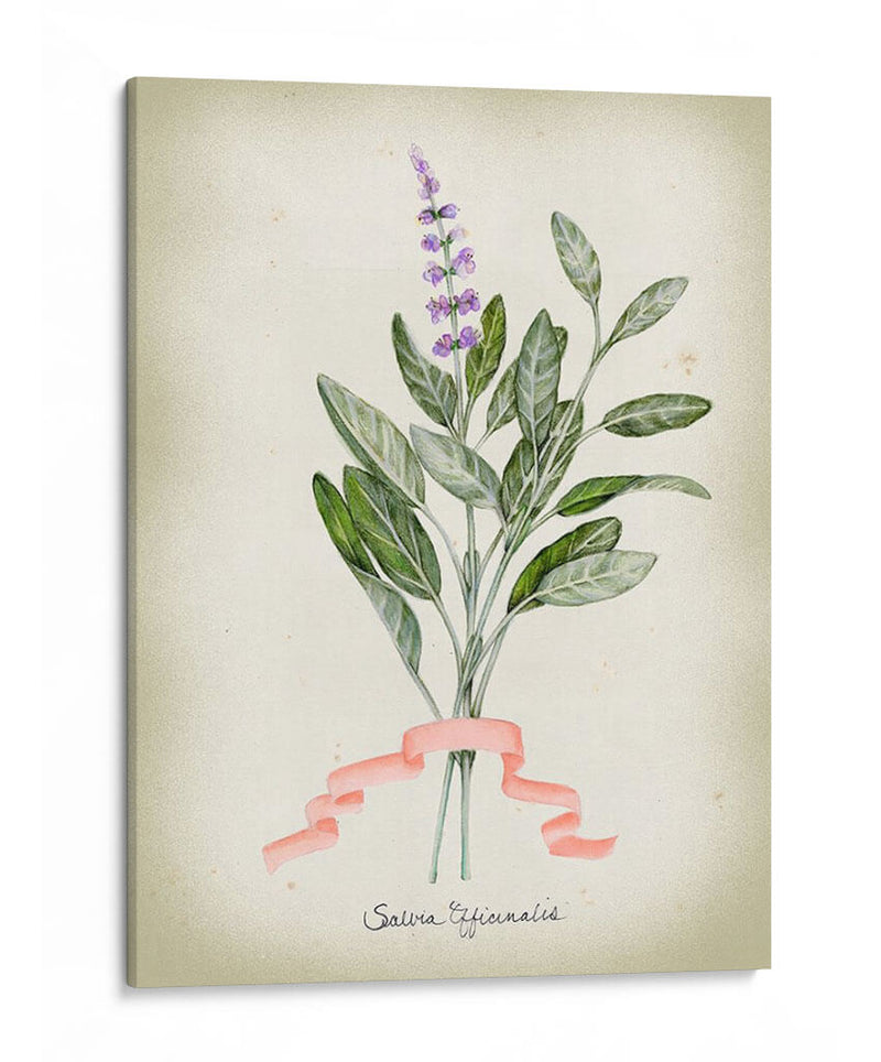 Serie Herb I - Jennifer Goldberger | Cuadro decorativo de Canvas Lab