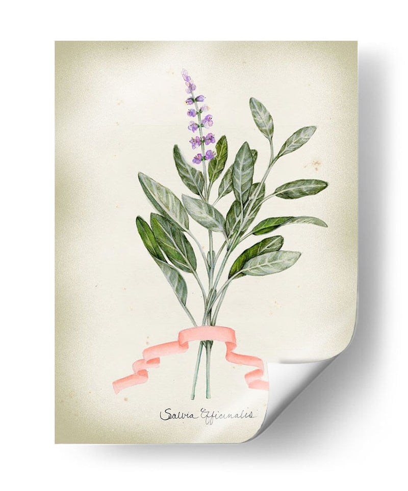 Serie Herb I - Jennifer Goldberger | Cuadro decorativo de Canvas Lab