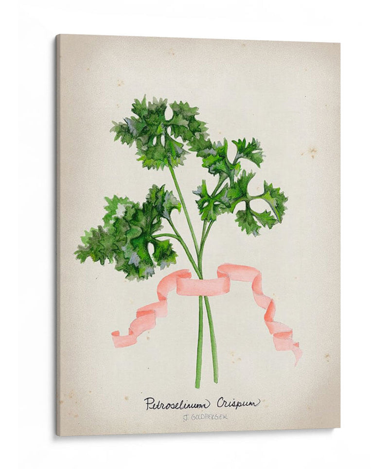 Serie Herb Ii - Jennifer Goldberger | Cuadro decorativo de Canvas Lab