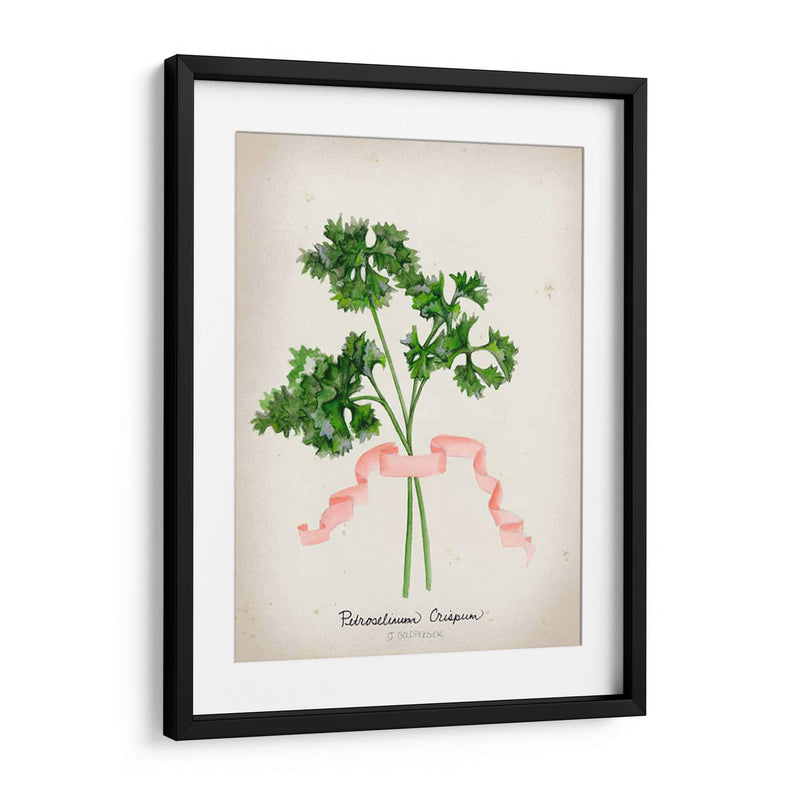 Serie Herb Ii - Jennifer Goldberger | Cuadro decorativo de Canvas Lab