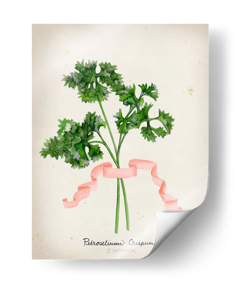 Serie Herb Ii - Jennifer Goldberger | Cuadro decorativo de Canvas Lab