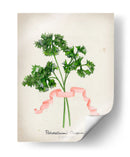 Serie Herb Ii - Jennifer Goldberger | Cuadro decorativo de Canvas Lab