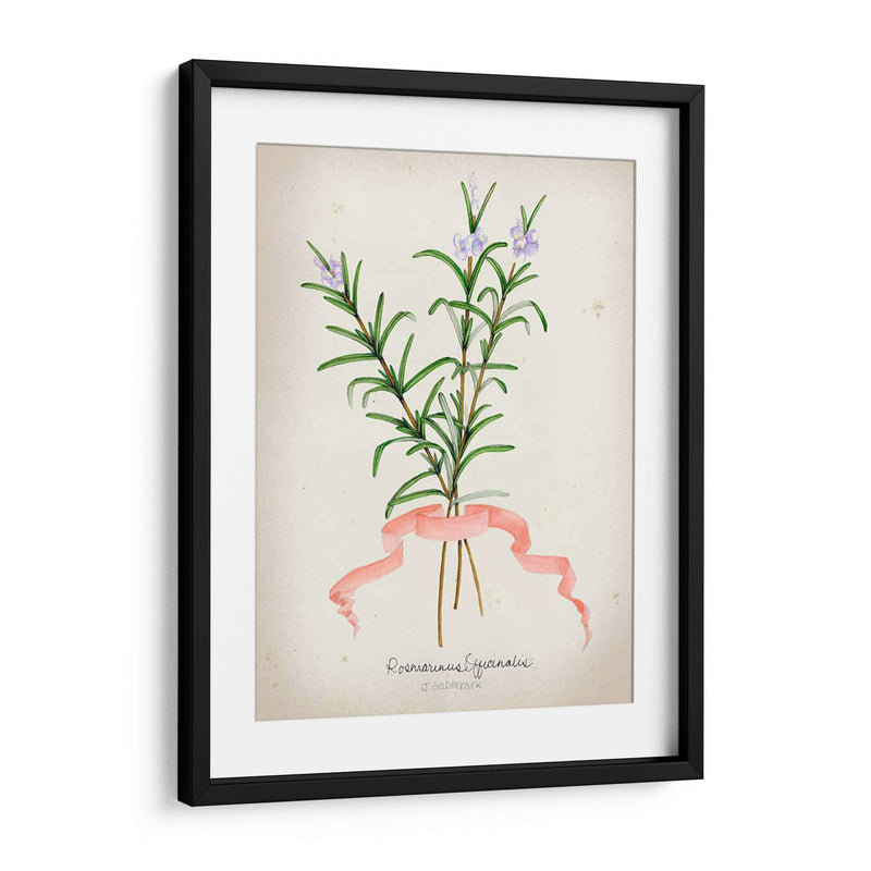 Serie Herb Iii - Jennifer Goldberger | Cuadro decorativo de Canvas Lab