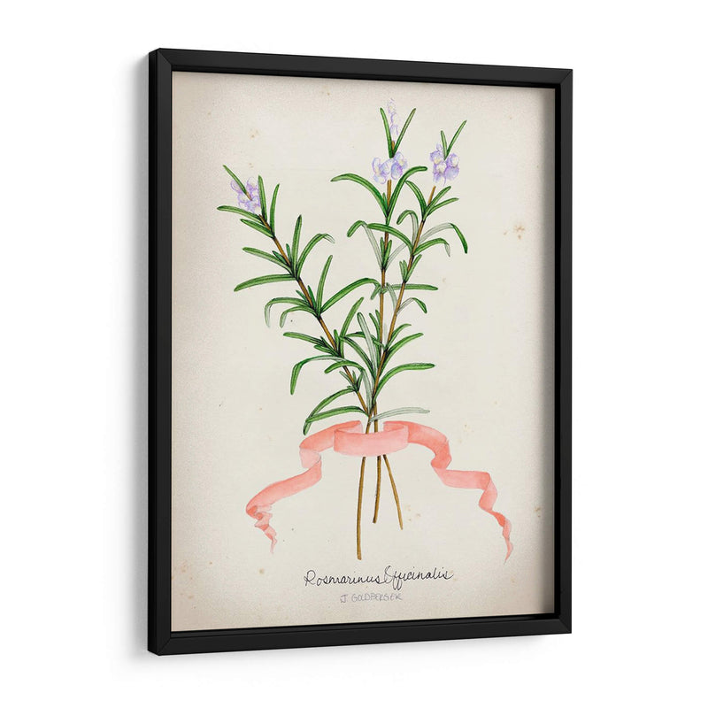 Serie Herb Iii - Jennifer Goldberger | Cuadro decorativo de Canvas Lab