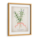 Serie Herb Iii - Jennifer Goldberger | Cuadro decorativo de Canvas Lab
