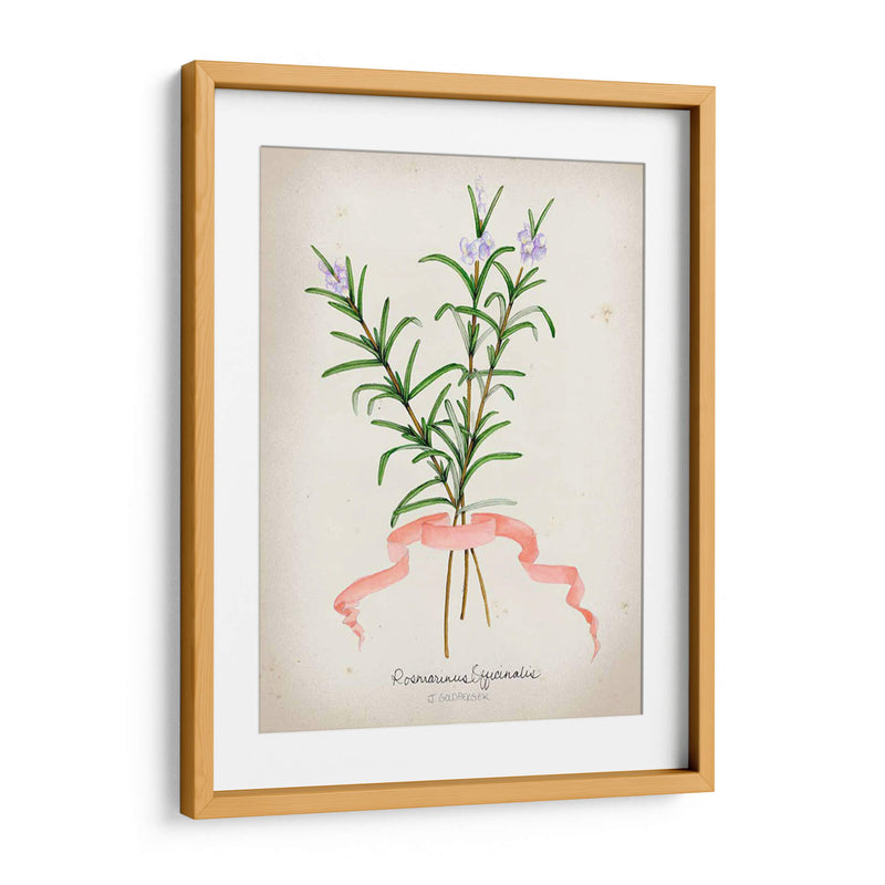 Serie Herb Iii - Jennifer Goldberger | Cuadro decorativo de Canvas Lab