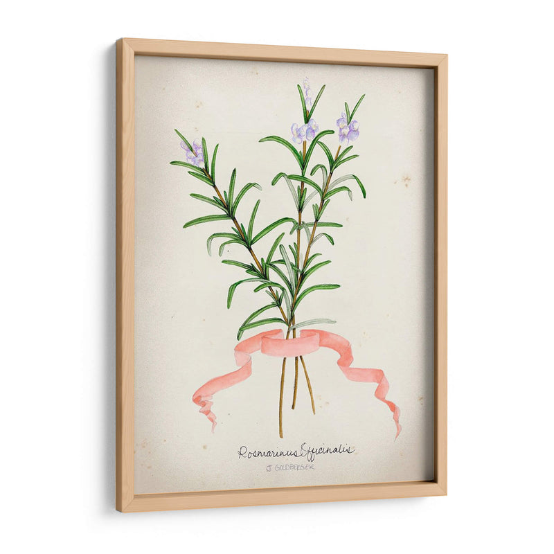 Serie Herb Iii - Jennifer Goldberger | Cuadro decorativo de Canvas Lab