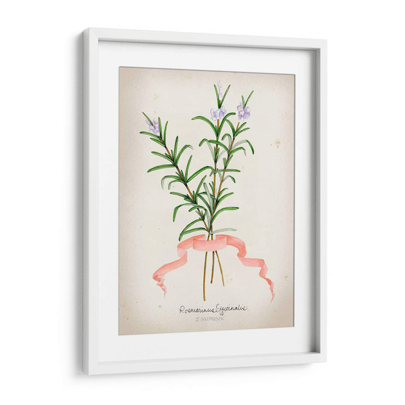 Serie Herb Iii - Jennifer Goldberger | Cuadro decorativo de Canvas Lab