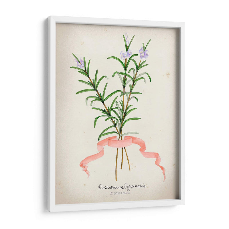 Serie Herb Iii - Jennifer Goldberger | Cuadro decorativo de Canvas Lab