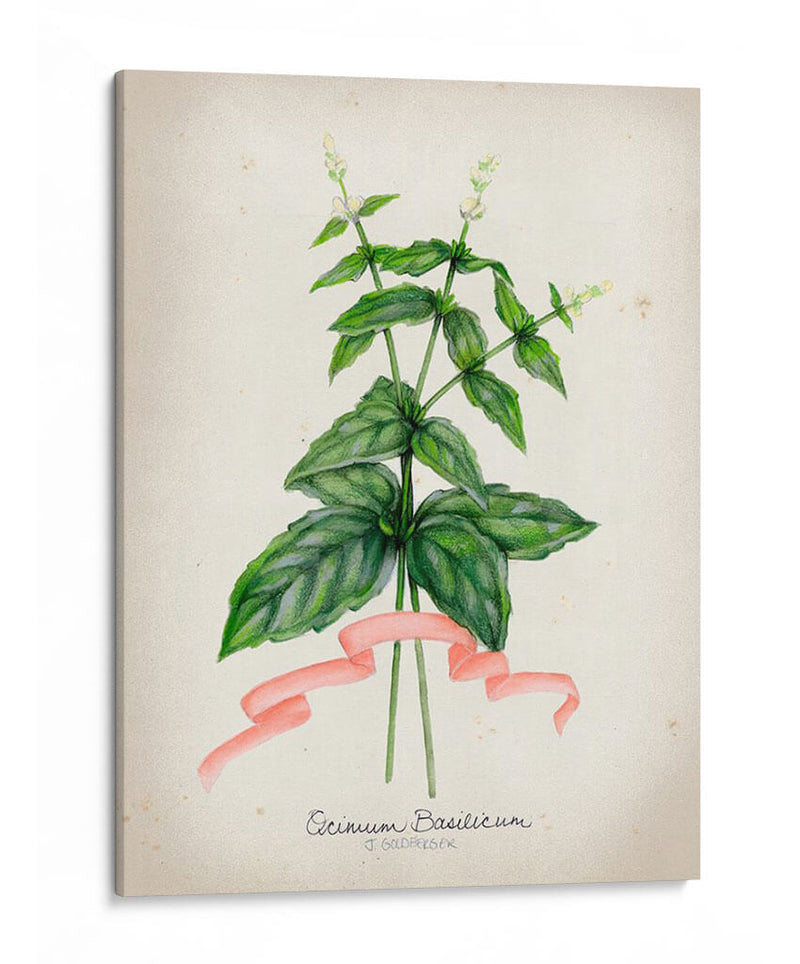 Serie Herb Iv - Jennifer Goldberger | Cuadro decorativo de Canvas Lab